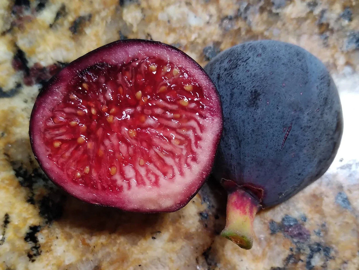 Guajome Fig Tree Cuttings - 2 Purple Fig Cuttings for Easy Rooting - Ficus carica 'Guajome' - Delicious Home Garden Figs