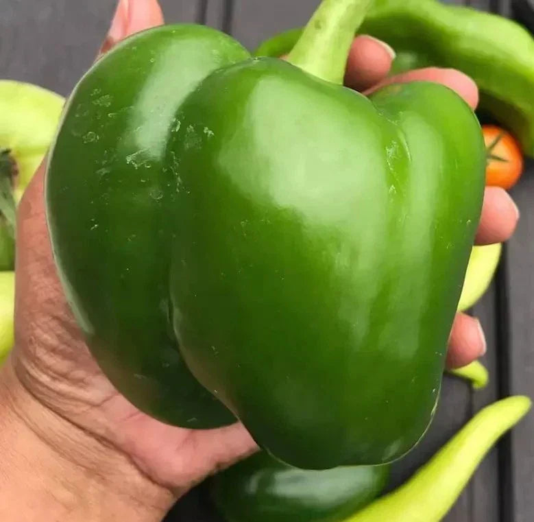 Giant Keystone Sweet Heirloom Tomato Seeds - Organic Non-GMO - 100+ Count - Solanum lycopersicum - Fresh Gardening Essentials