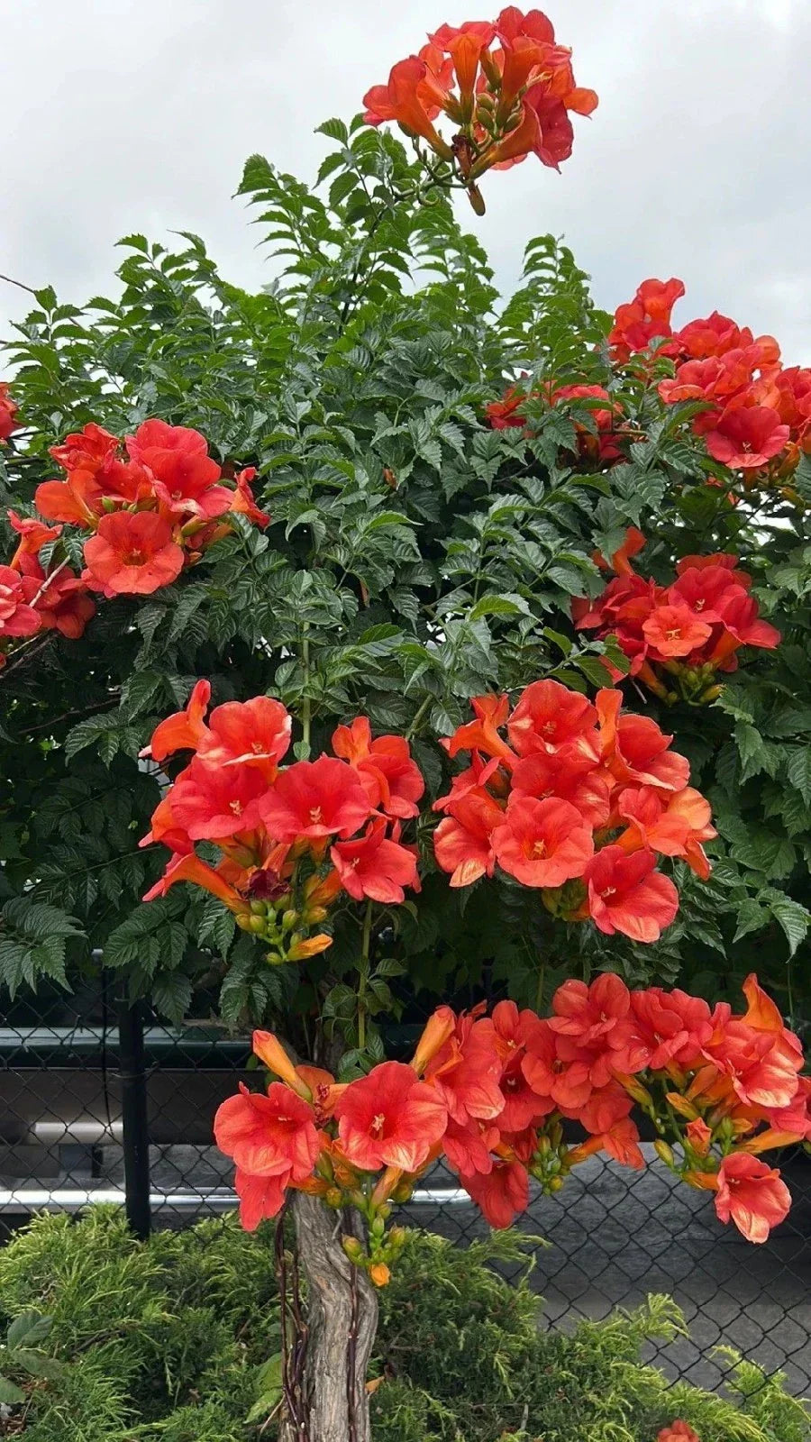 Trumpet Vine Seedlings 10-Pack - Vibrant Orange Red Blooms, Climbing Plant Campsis Radicans, Hummingbird Attractor