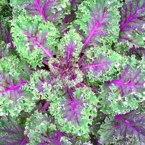 Red Russian Kale Seeds | Organic Heirloom Non-GMO | Brassica napus | 200 Seeds for Garden & Culinary Use