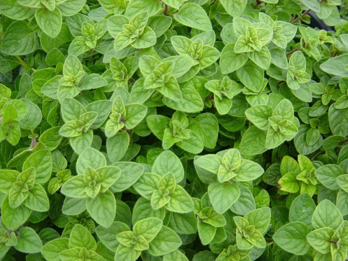 Greek Oregano Herb Seedling - Non-GMO Winter Marjoram - Origanum vulgare - Aromatic Culinary Plant for Home Garden