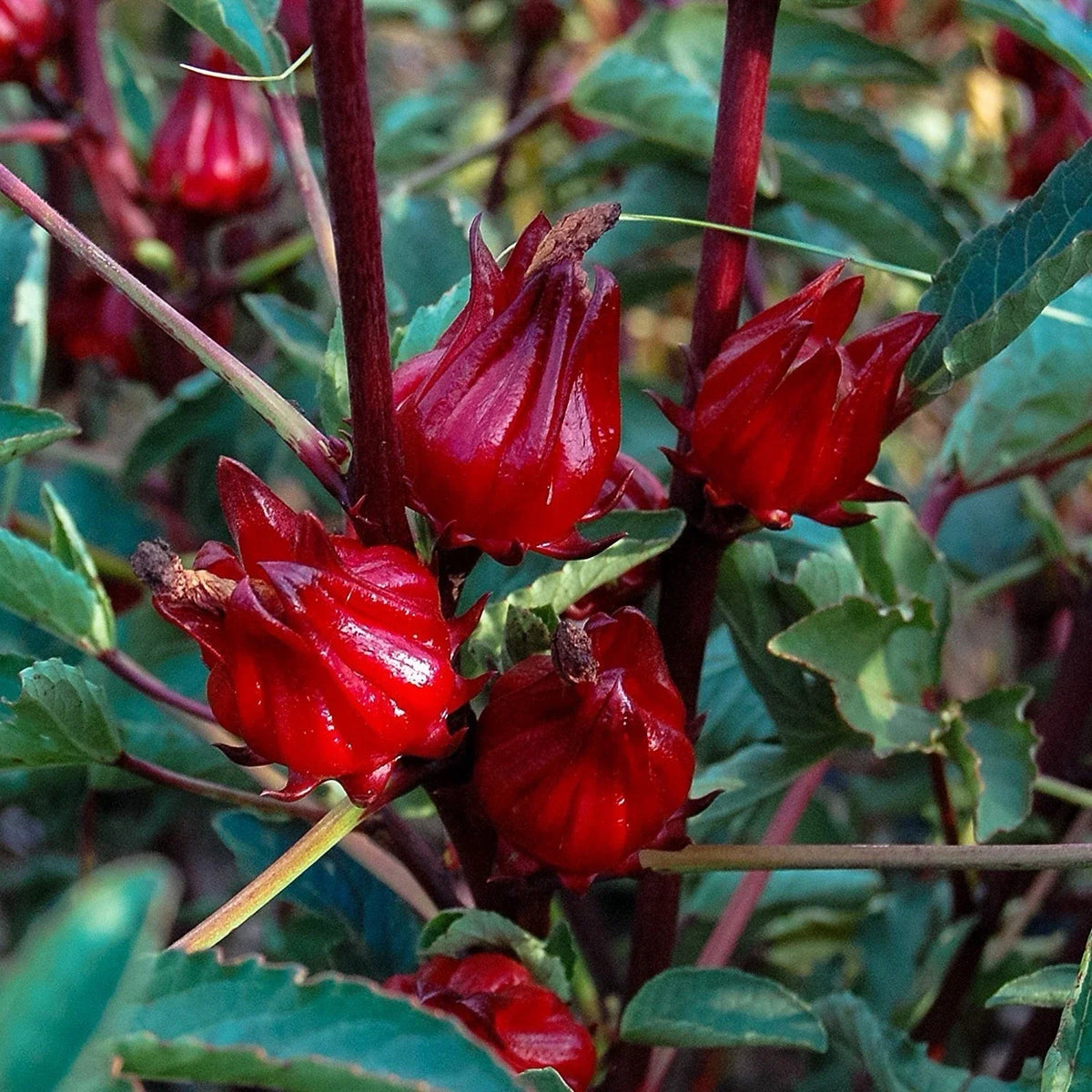 Hibiscus Plant - 4-Inch Pot - Roselle Red Sorrel - Hibiscus sabdariffa - Ideal for Culinary Use and Pollinator Garden