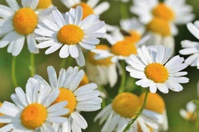 Roman Chamomile Seeds - 500 Seeds - Easy to Grow Herb - Chamaemelum nobile - Aromatic Flowering Plant for Tea and Ground Cover