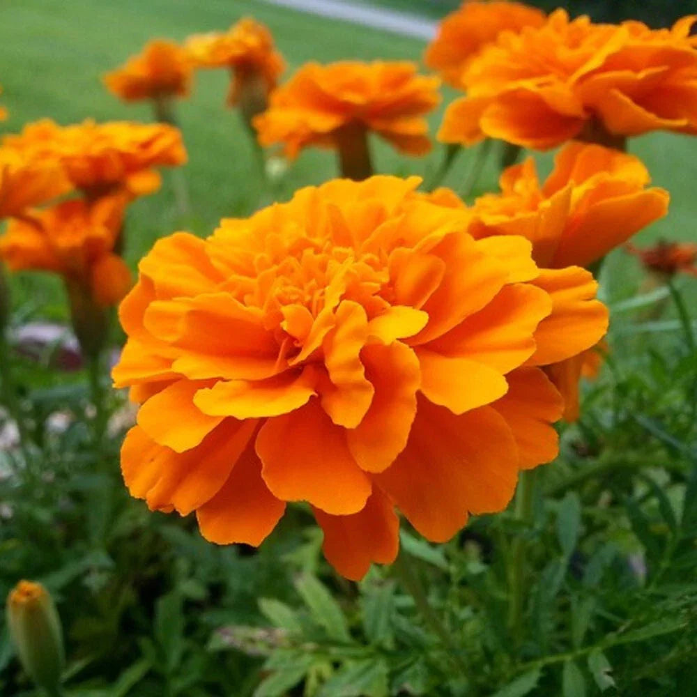 Tangerine Marigold Seeds - 25+ Pack, Tagetes erecta, USA Grown, Non-GMO, Vibrant Orange Flowers for Garden Planting