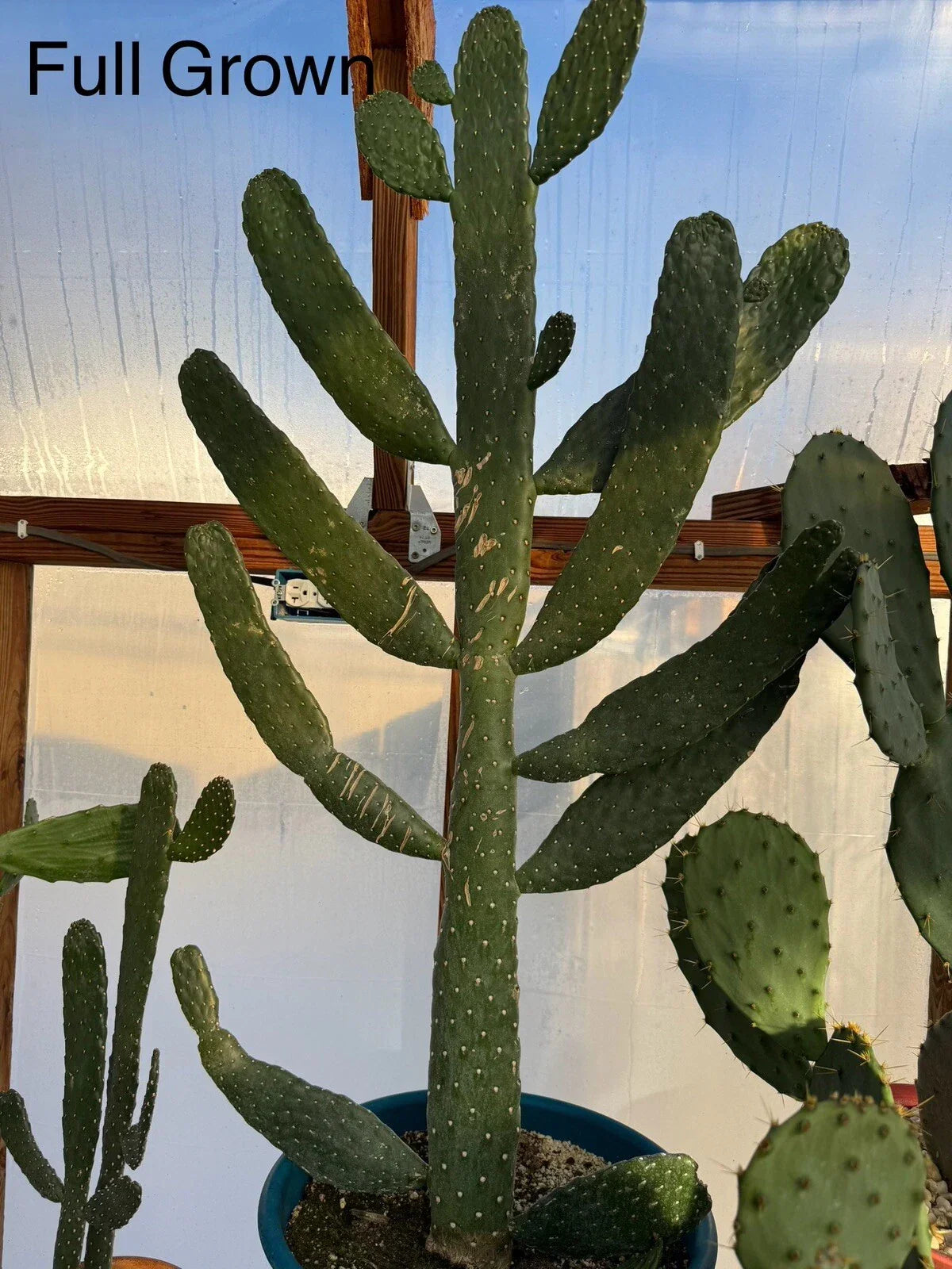 Sour Prickly Pear Cactus Start - Fast Growing Rooted Plant - Consolea Rubescens - Unique Paddle-Shaped Leaves for Garden & Indoor