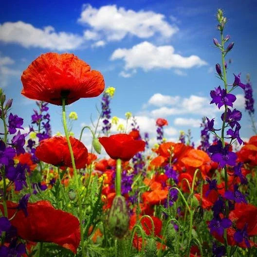 Hyssop & Red Corn Poppy Seed Mix - 600 Non-GMO Seeds for Vibrant Red & Blue Blooms - Hyssopus officinalis & Papaver rhoeas