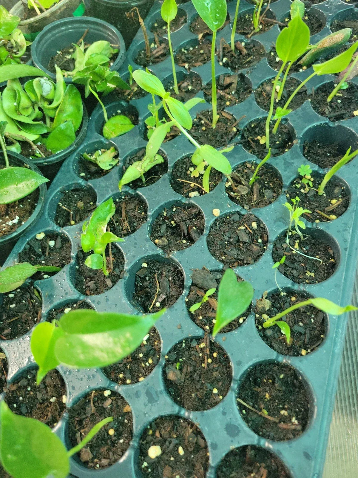 Monstera Deliciosa Swiss Cheese Plants - 3 Baby Plants - Non-Albo, Non-Variegated - Easy Care Indoor Houseplants
