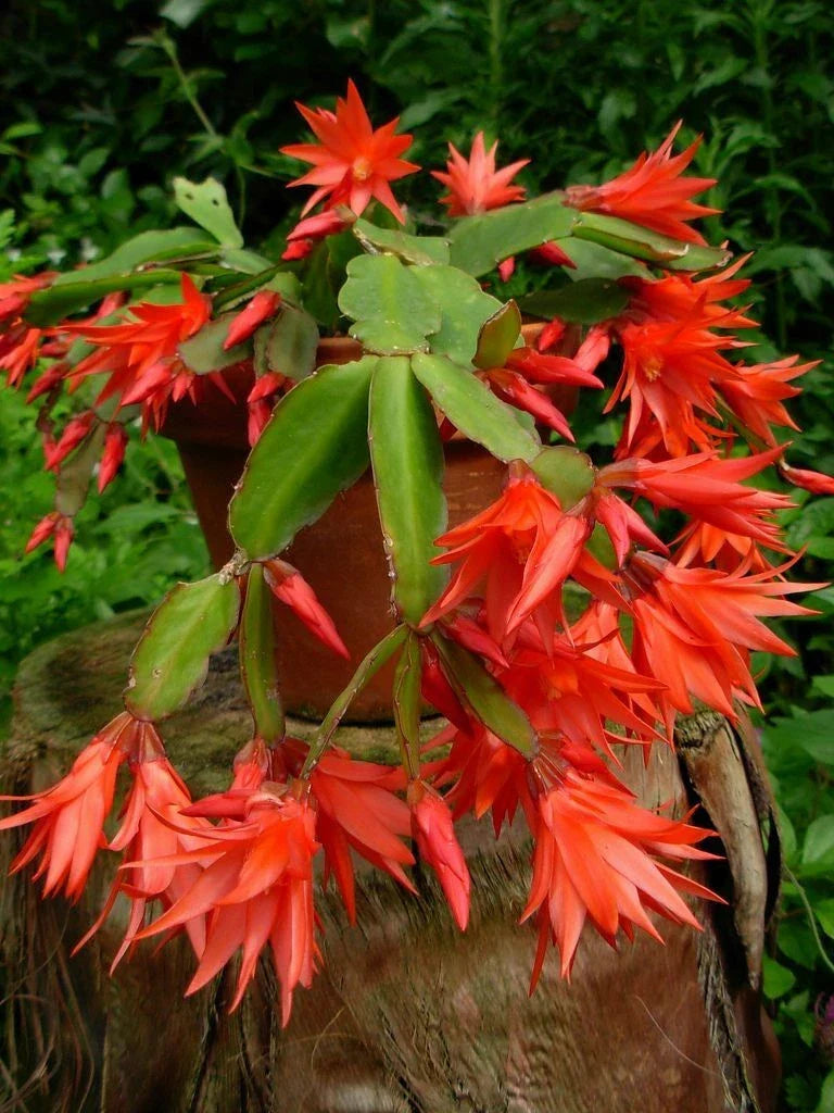 Epiphyllum Orchid Cactus Cutting Plant 6"-10" | Fresh Succulent Cutting | Epiphyllum spp. | Indoor Gardening Essential