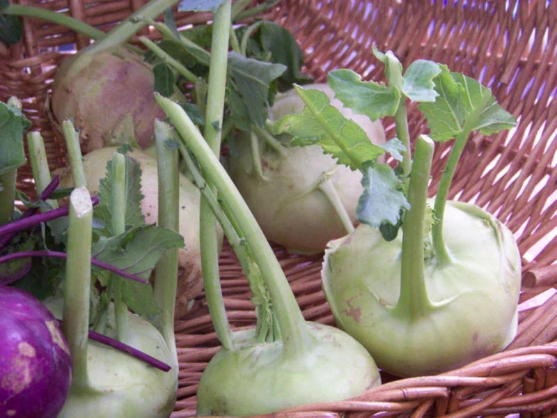 Kohlrabi Seeds 400 Count - Early White Vienna - Non-GMO Heirloom - Brassica oleracea - Vegetable Gardening