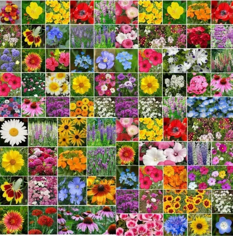 Wildflower Mix Bulk 5000 Seeds Non-GMO Native Flower Seeds for Landscapers - Various
