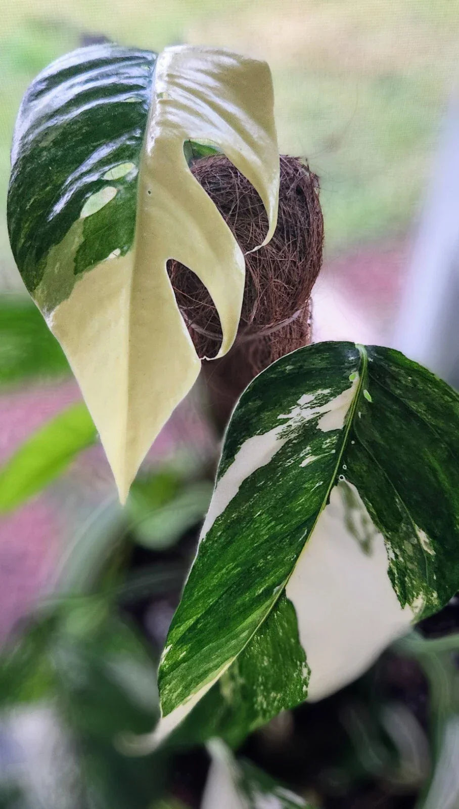 Pothos Plant 3" Pot Albo Variegata White & Green Epipremnum Pinnatum Rooted Houseplant