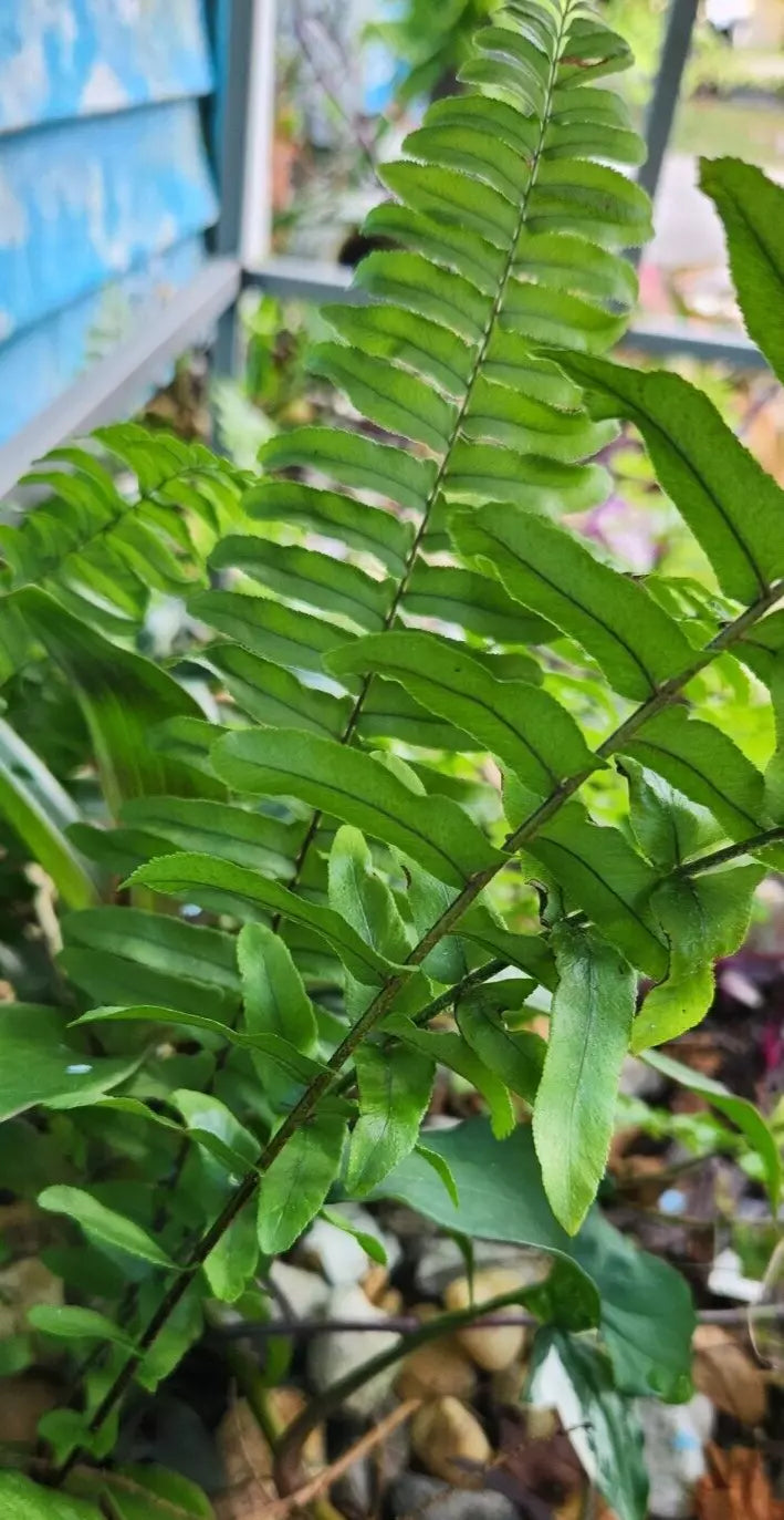 Sword Fern Starter Plant - Rooted Kimberly Fern - Nephrolepis exaltata - Lush Green Indoor/Outdoor Plant