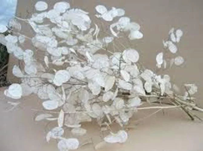 Lunaria Biennis Seeds 100 Count - Money Plant Silver Dollar Honesty Moonwort Seeds for Garden Planting