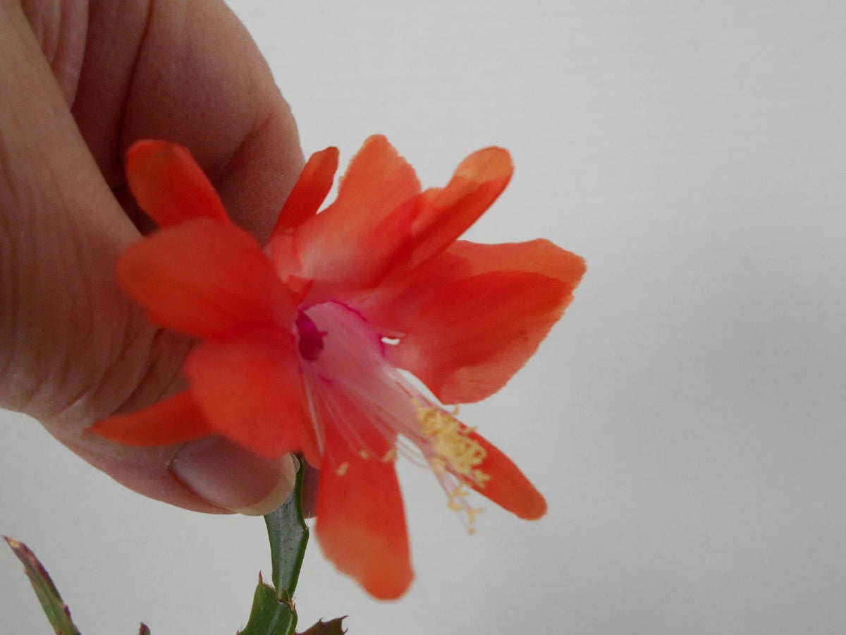 Schlumbergera Starter Plant - Thor Wild Orange - Christmas Cactus - Schlumbergera truncata - Easy Care Indoor Succulent
