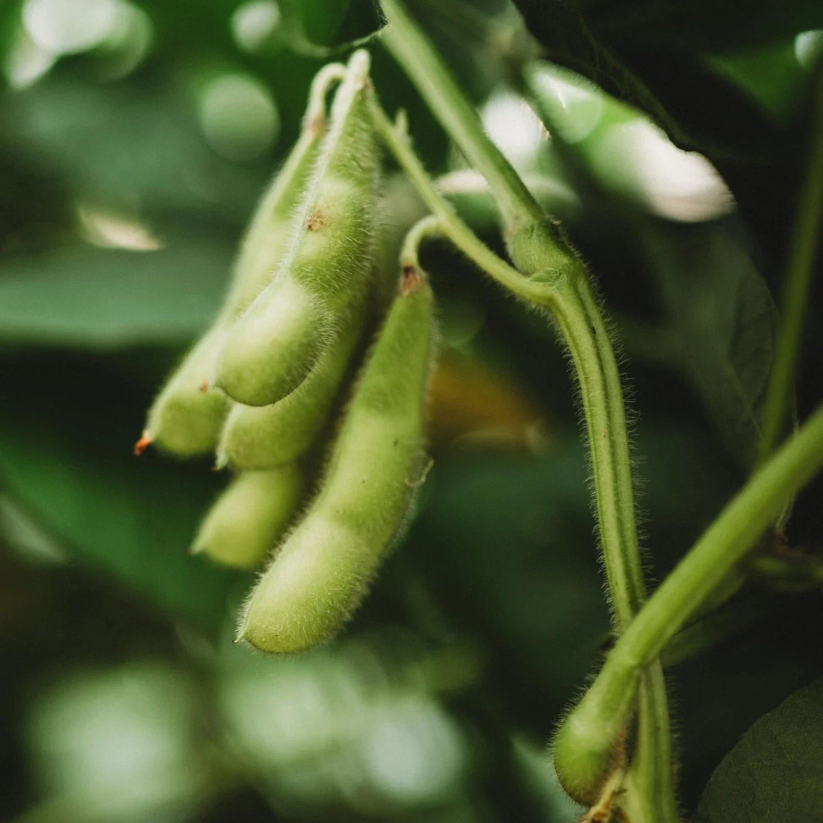 BeSweet Edamame Seeds Pack of 100 - Non-GMO Green Soybean, Buttery Flavor, Glycine Max, Ideal for Home Garden