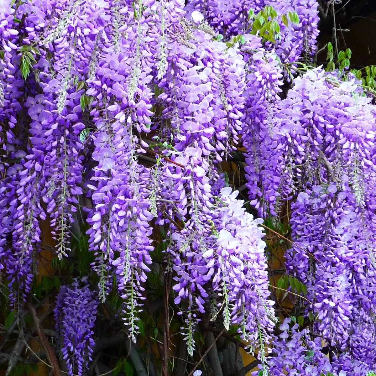 Blue Chinese Wisteria Seeds - Climbing Vine, Blue-Purple Blooms, Wisteria Sinensis, 10 Seeds for 2025 Planting