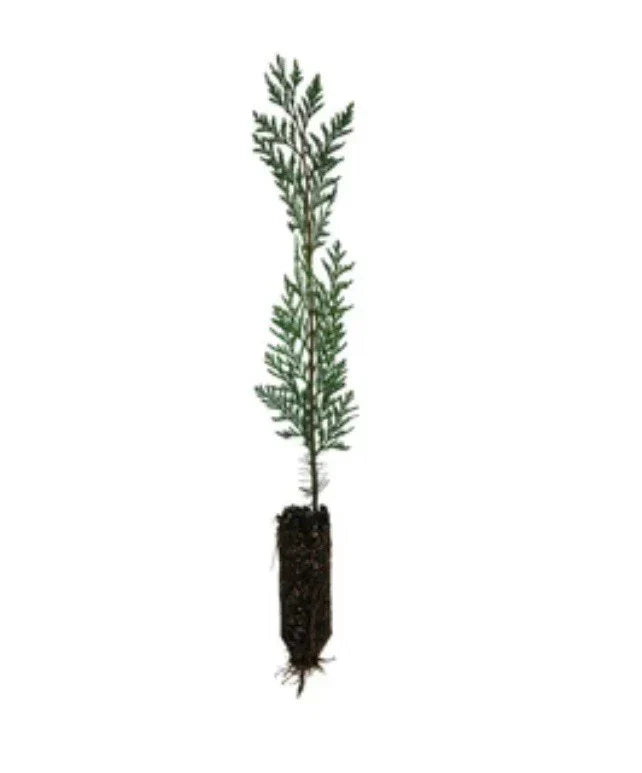 Eastern Red Cedar Seedlings 12-18" Organic Bare Root Trees (Juniperus virginiana) - 6-Pack for Privacy & Wildlife