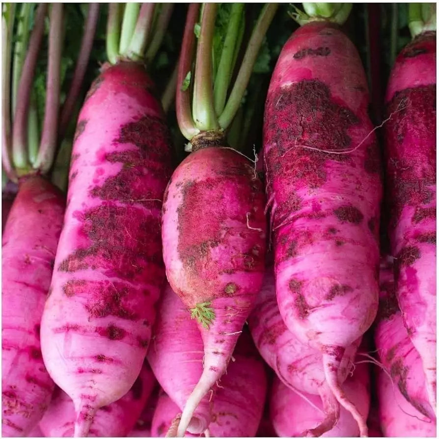 Pink Summercicle Radish Seeds 100 Ct - Raphanus sativus - Non-GMO Vegetable Seeds - USA-Grown, Crisp & Colorful Radishes