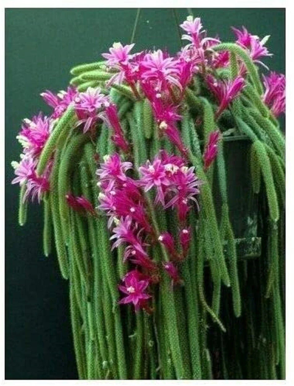 Rat Tail Cactus Cuttings Lot of 4, Pink Succulent Aporocactus flagelliformis, Trailing Plant for Propagation and Gardens