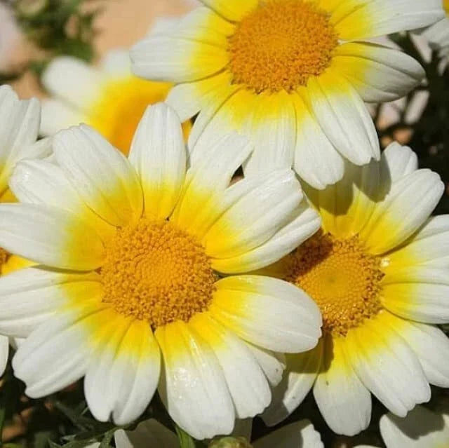Garland Daisy Flower Seeds 100 Count - Bicolor Blooms (Argyranthemum frutescens) - Easy to Grow Garden Flowers