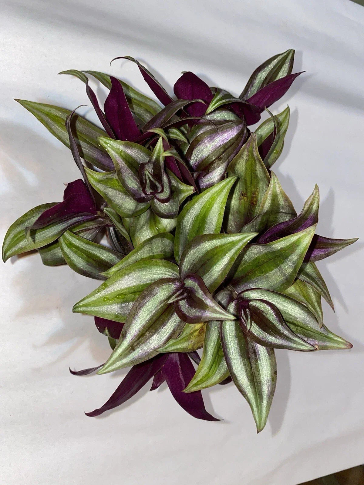 Wandering Jew Plant Cuttings - 10 Rooted Cuttings - Variegated Purple Green Silver - Tradescantia zebrina