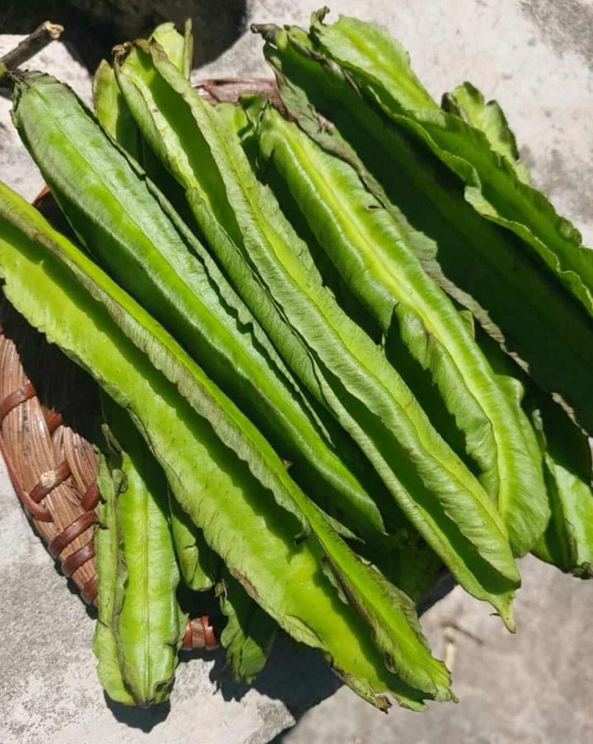 Winged Bean Seeds - 15+ Pack, Dragon Bean, Psophocarpus tetragonolobus, Tropical Edible Plant, Free Shipping US