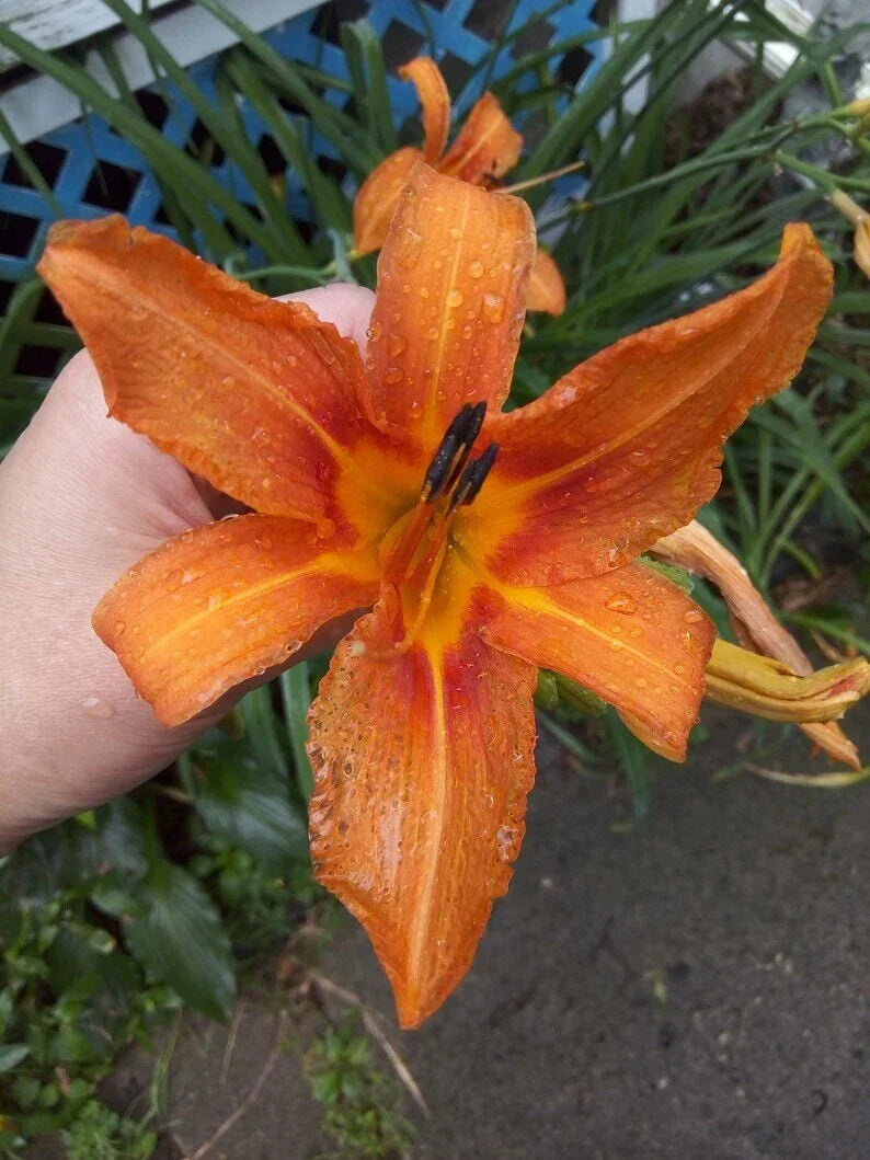 Orange Tiger Lily Plants 5-Pack Bare Root Perennial Hemerocallis Fulva Drought-Tolerant Low Maintenance Garden Flowers
