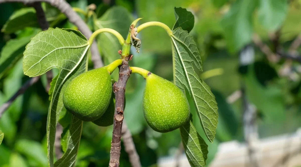 Excel Fig Seeds - 100+ Pack - Ficus carica 'Excel' - USA Grown - High Germination Rate for Home Gardening