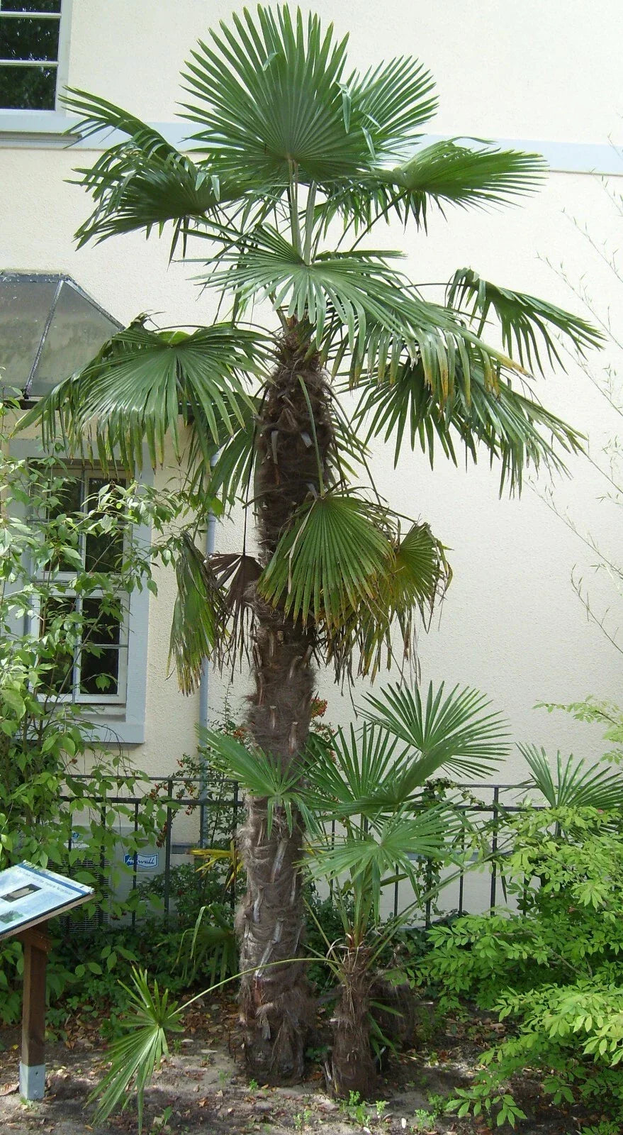 Windmill Palm Seeds, 10 Pack - Trachycarpus fortunei, Hardy Tropical Tree for Indoor/Outdoor Gardening