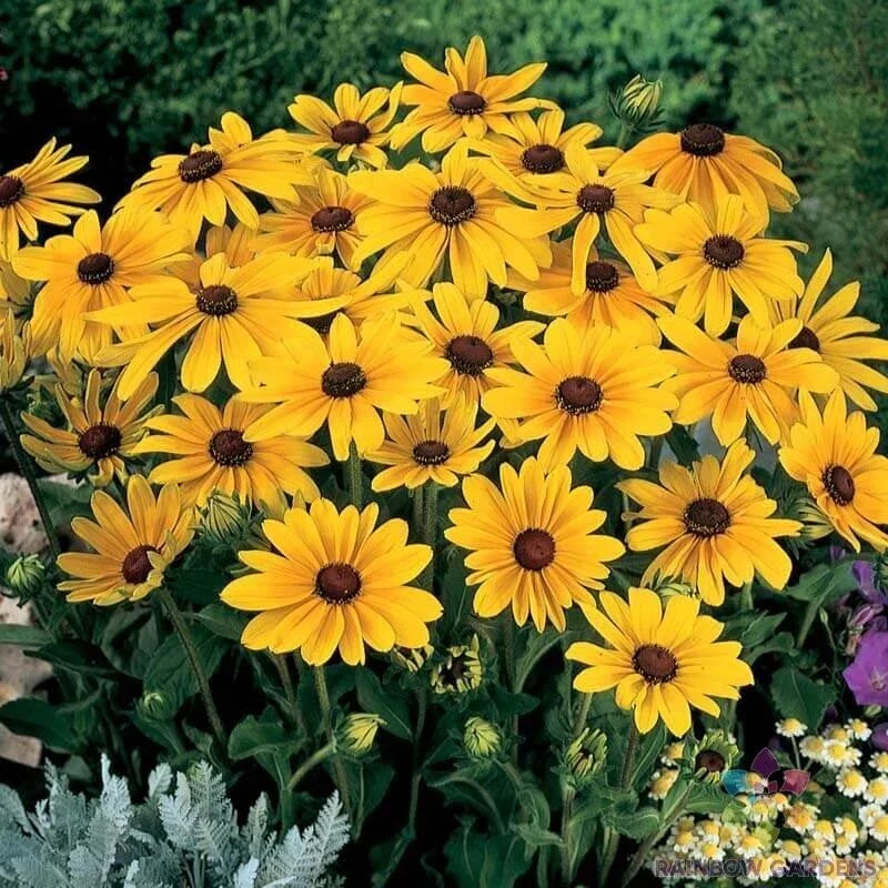 Rudbeckia Seeds Pack - 200+ Indian Summer Black-Eyed Susan - Rudbeckia hirta - USA Grown, Attracts Pollinators