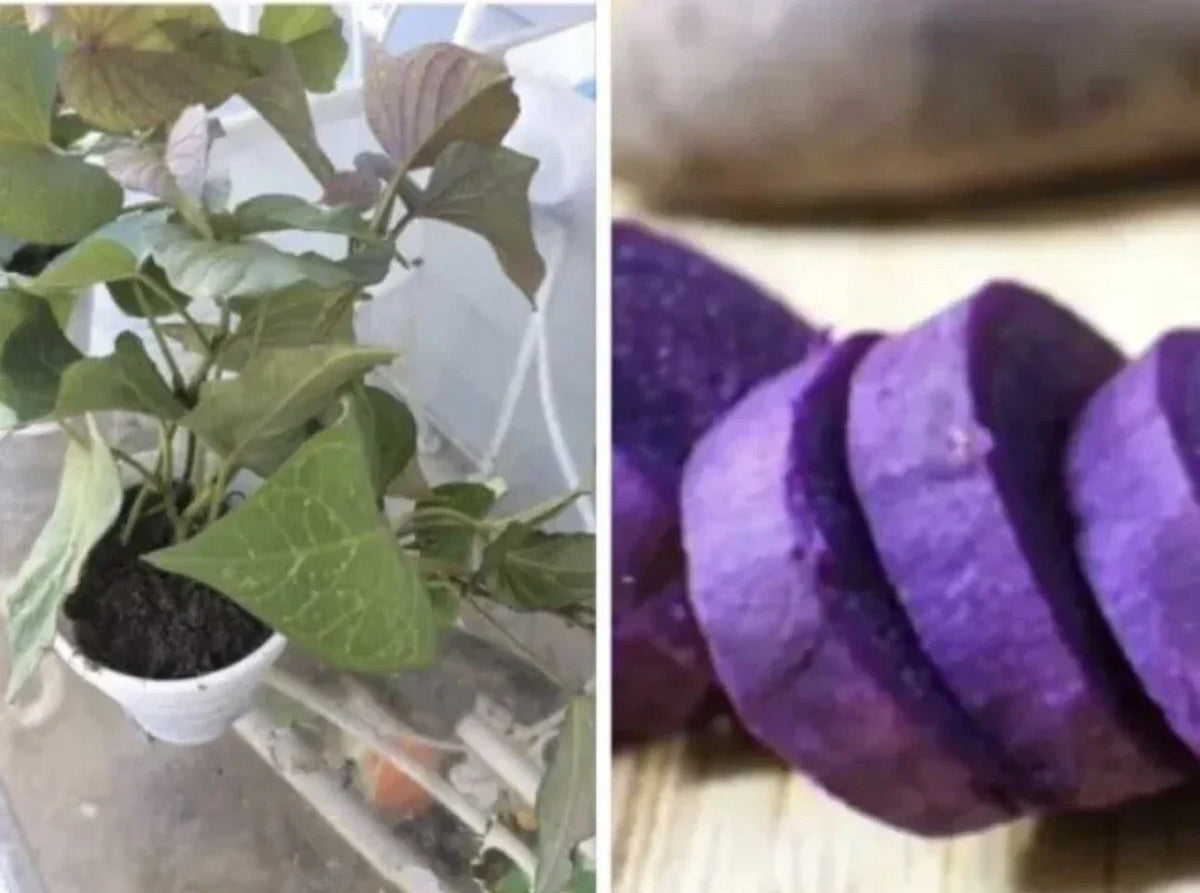 Rooted Purple Sweet Potato Plants, 5 Pack, Ipomoea batatas, Live Plants for Garden or Containers