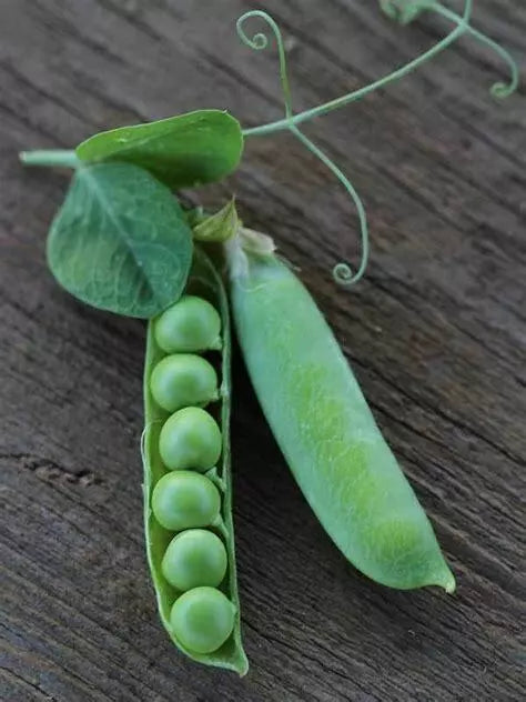 Thomas Laxton Pea Seeds 25 Ct Heirloom Vegetable for Trellis, Pisum sativum - Non-GMO, Sweet Crunchy Peas for Garden