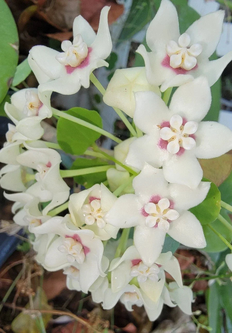 Hoya Australis Live Plant in 2.5" Pot - Fragrant Wax Flowers - Trailing Vine - Hoya australis - Indoor Houseplant