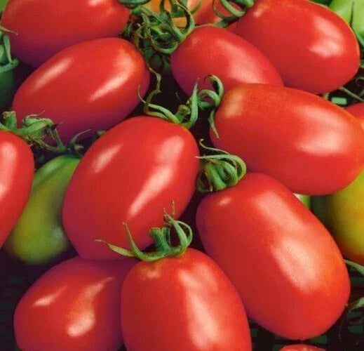 Napoli Tomato Seeds - 50+ Determinate Italian Paste - Solanum lycopersicum - Perfect for Sauces, Container Gardening