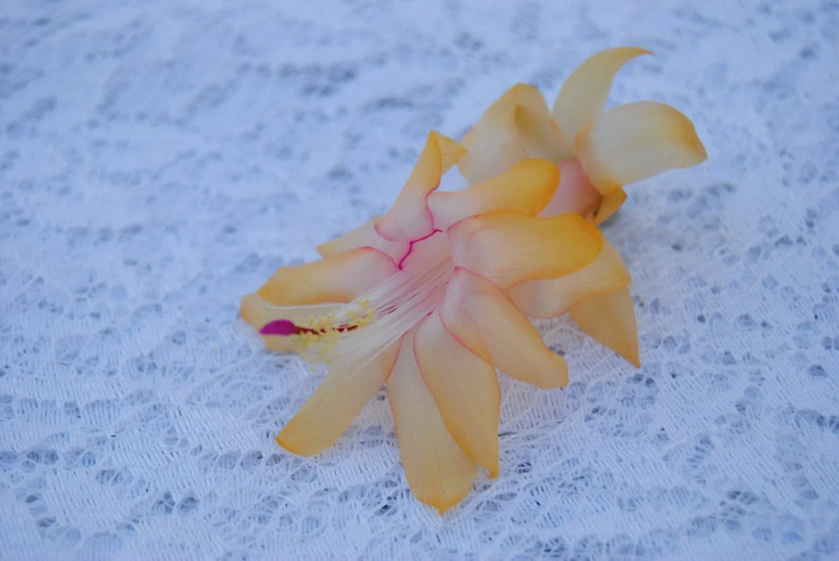 Christmas Cactus Starter Plant - Small Lemon Drop - Schlumbergera Truncata - Healthy Indoor Decor Plant with Yellow Blooms
