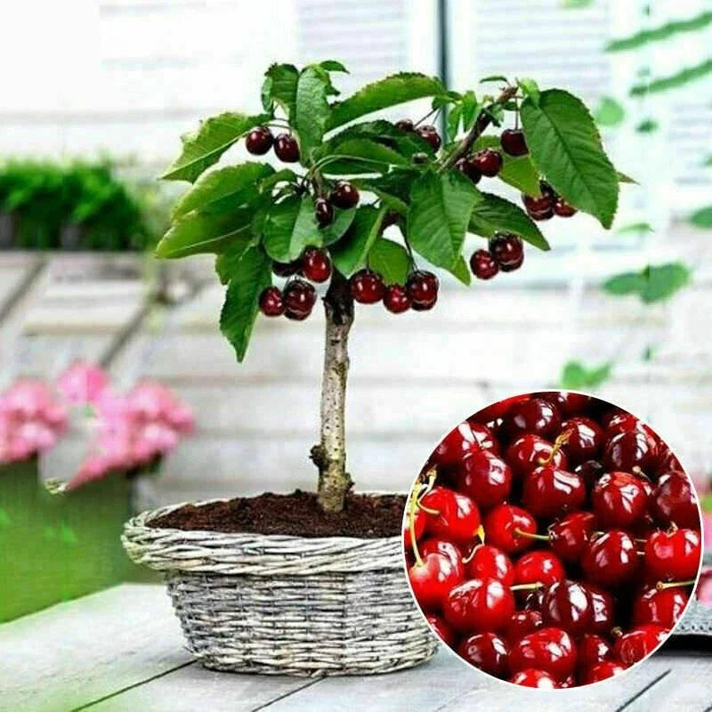 20PC Organic Cherry Seeds | Prunus avium | Bonsai Fruit Seeds for Gardening | Non-GMO, High Germination Rate