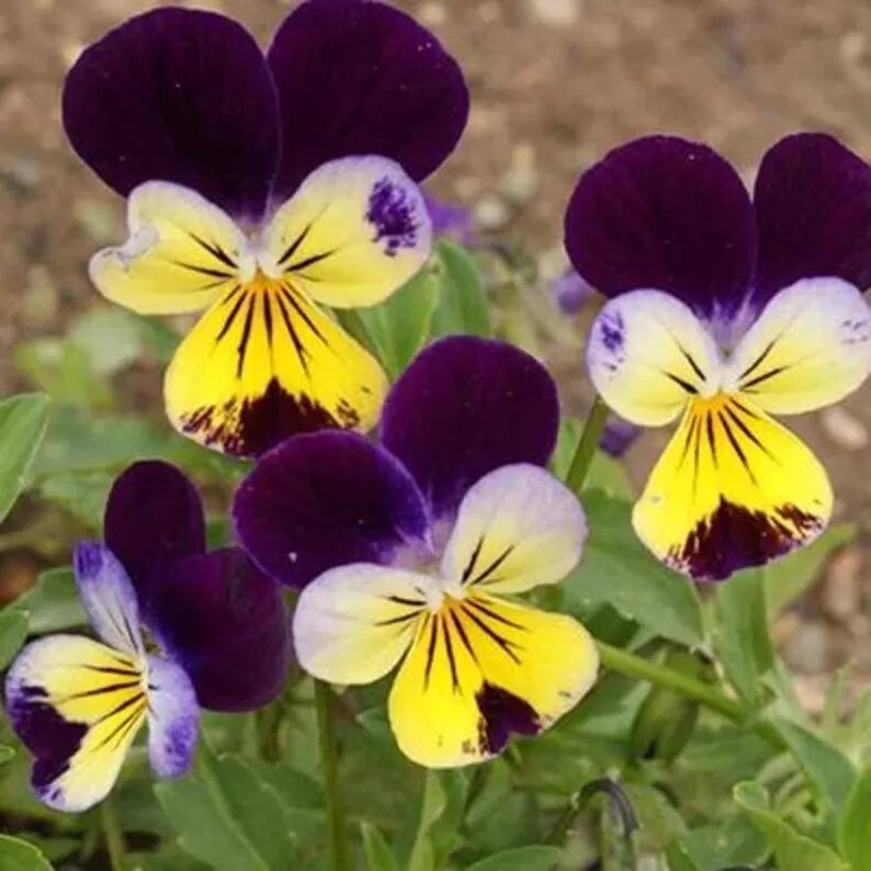 Johnny Jump Ups Seeds 200 Organic Viola tricolor - Colorful Purple Yellow White Flowers - USA Grown, Non-GMO
