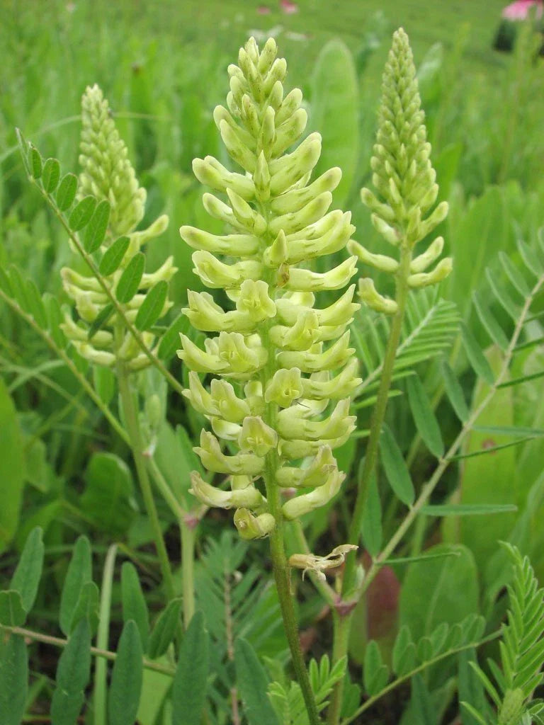 Canada Milk Vetch Seeds (50 Seeds) - Astragalus Canadensis - Native Wildflower Seeds for Biodiversity and Pollinators