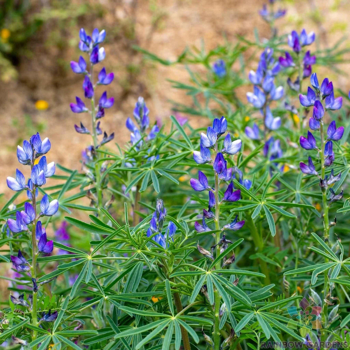Blue Annual Lupine Seeds - 25+ Pack - Lupinus polyphyllus - Non-GMO Flower Seeds for Garden Planting - USA