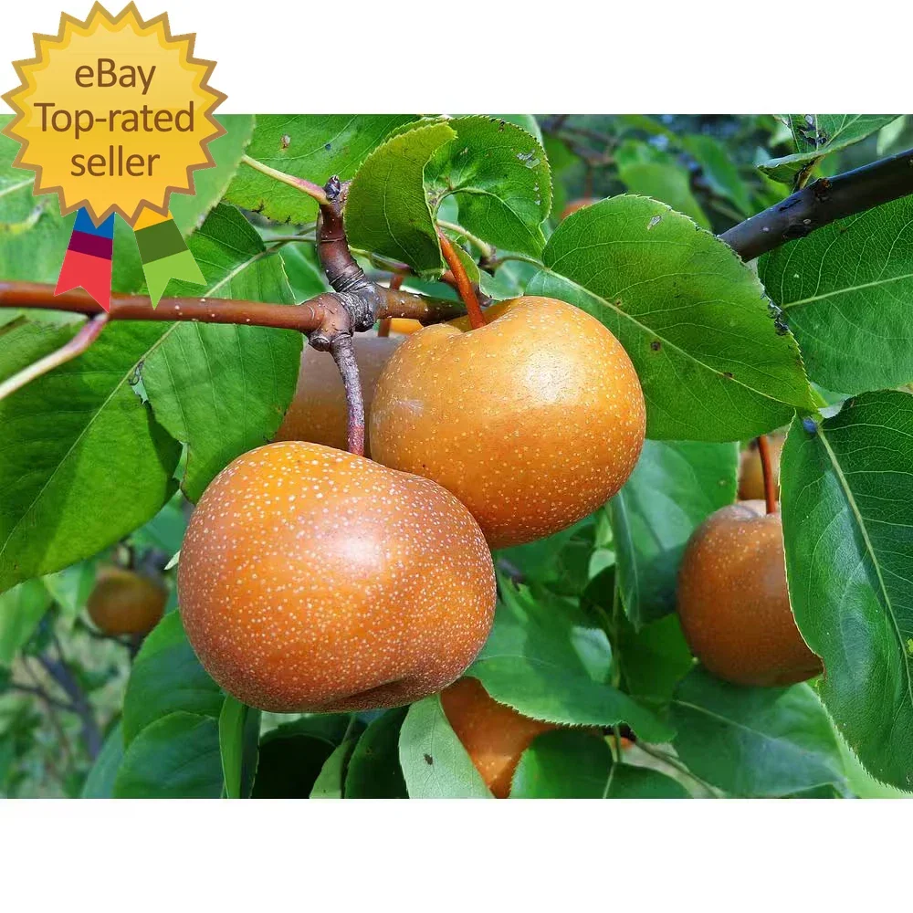 Dwarf Chojuro Asian Pear Tree Bare Root - Pyrus pyrifolia, Compact Fruit-Bearing Garden Tree, Sweet Golden Brown Pears