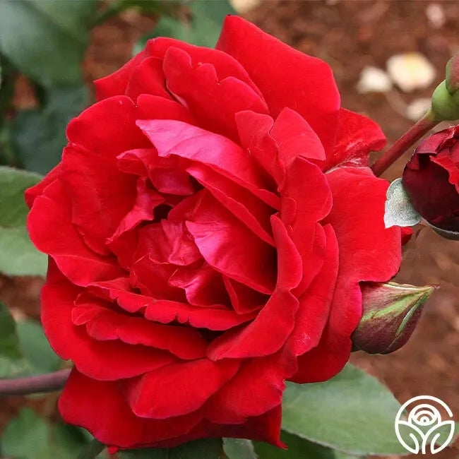 Don Juan Climbing Rose Cuttings - Fresh Unrooted 3 Stems - Rosa 'Don Juan' - Dark Red Blooms - Fragrant Garden Roses