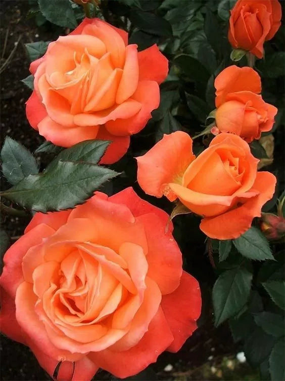 Bright Orange Rose Seeds - 10 Perennial Flower Seeds for Garden - Rosa spp. - Vibrant Blooms for Borders & Container Gardening