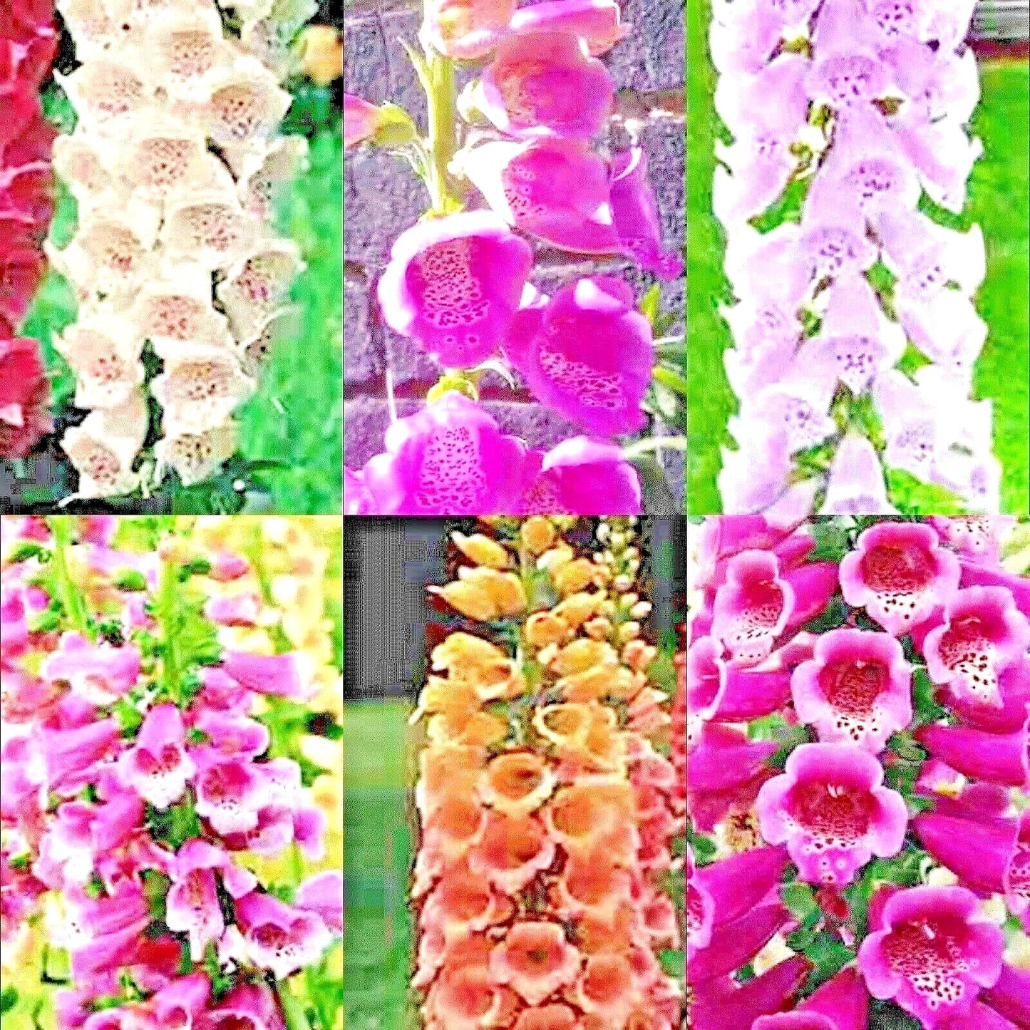 Foxglove Seeds Mix - 4000+ Perennial Flower Seeds - Excelsior Variety (Digitalis purpurea) - Attracts Hummingbirds
