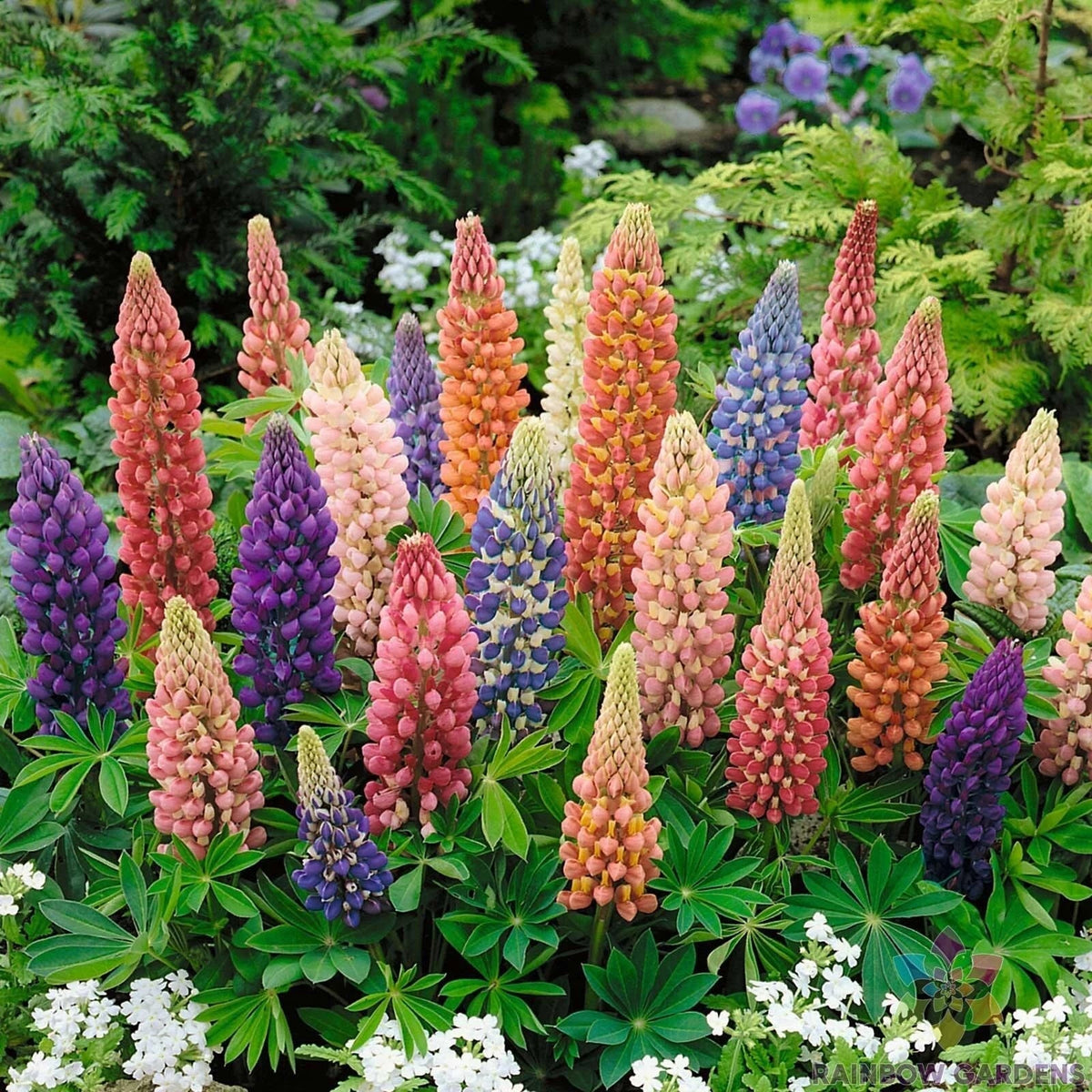 25+ Minarette Dwarf Mix Lupine Seeds - Vibrant Garden Planting - Lupinus polyphyllus - USA