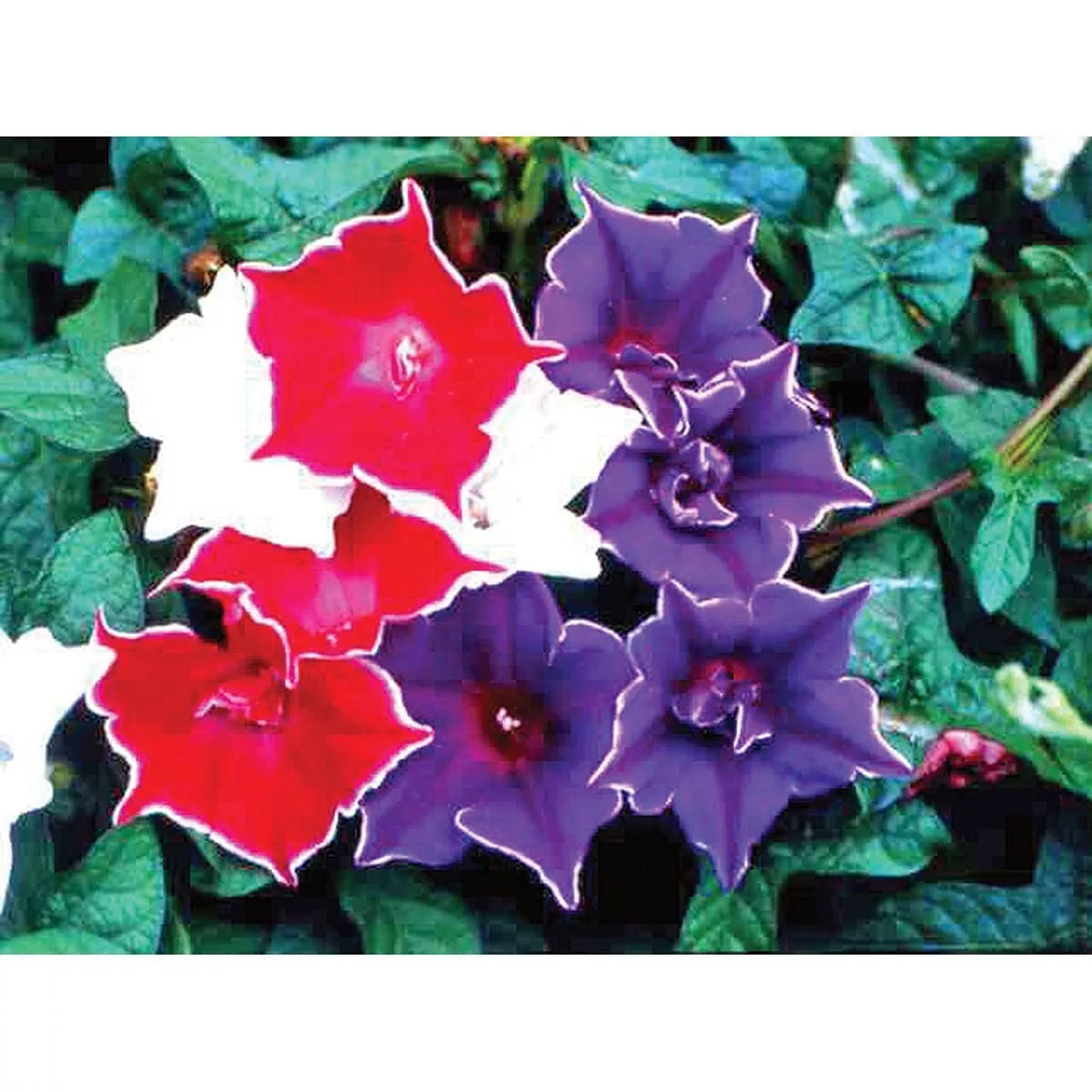 Morning Glory Seeds - Kikyo-Zaki Mix - 30 Seeds - Ipomoea tricolor - Vibrant Blue, Purple & White Blooms for Climbing Vines