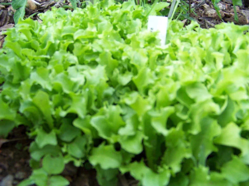 Black Seeded Simpson Lettuce Seeds - 875 Non-GMO Heirloom Seeds - Lactuca sativa - Easy to Grow for Home Gardeners