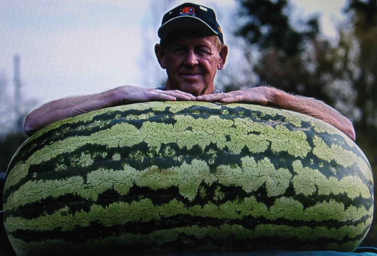 Bulk Watermelon Seeds - 400 Count - Competition Hybrid - Citrullus lanatus - Sweet & Large Variety for Garden & Competition