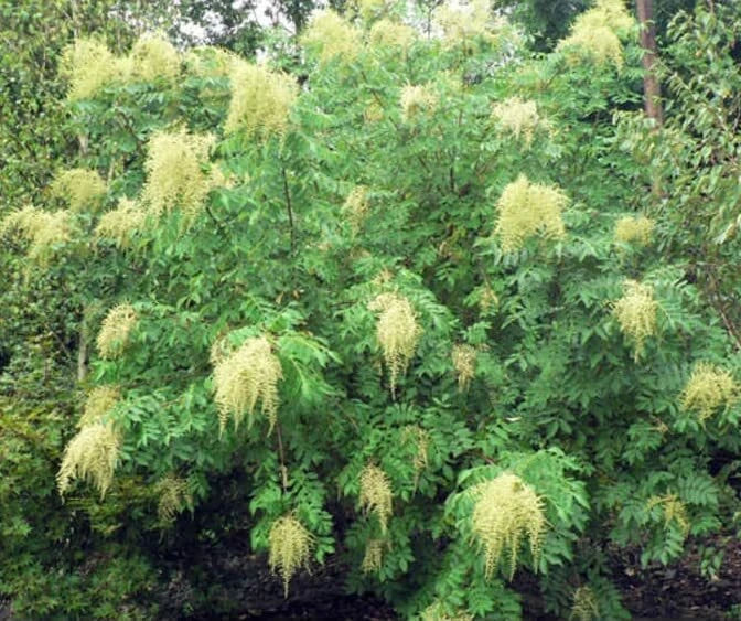 Chinese Sumac Tree Seeds - 30 Pack - Nutgall Tree - Rhus chinensis - Fast-Growing, Drought-Tolerant, Wildlife-Friendly