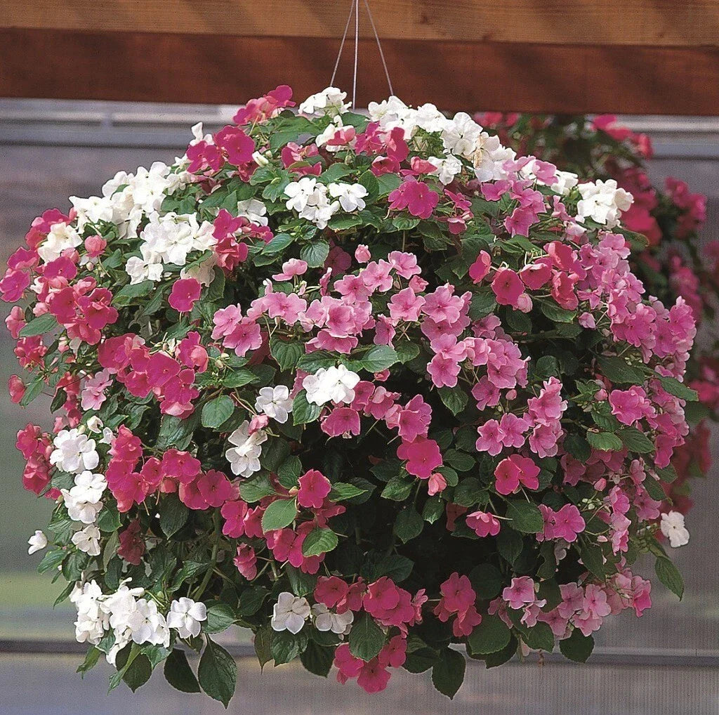 Busy Lizzy Seeds 1000 Pack Mystic Mix Impatiens Walleriana - Premium Color Blend for Shady Gardens