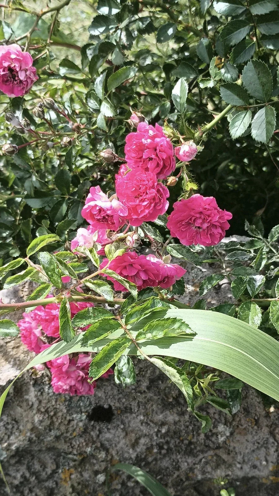 8 Cuttings Pink Seven Sisters Roses, Heirloom Climbing Variety, Rosa multiflora, Root-Free, 6 Inch for Easy Propagation